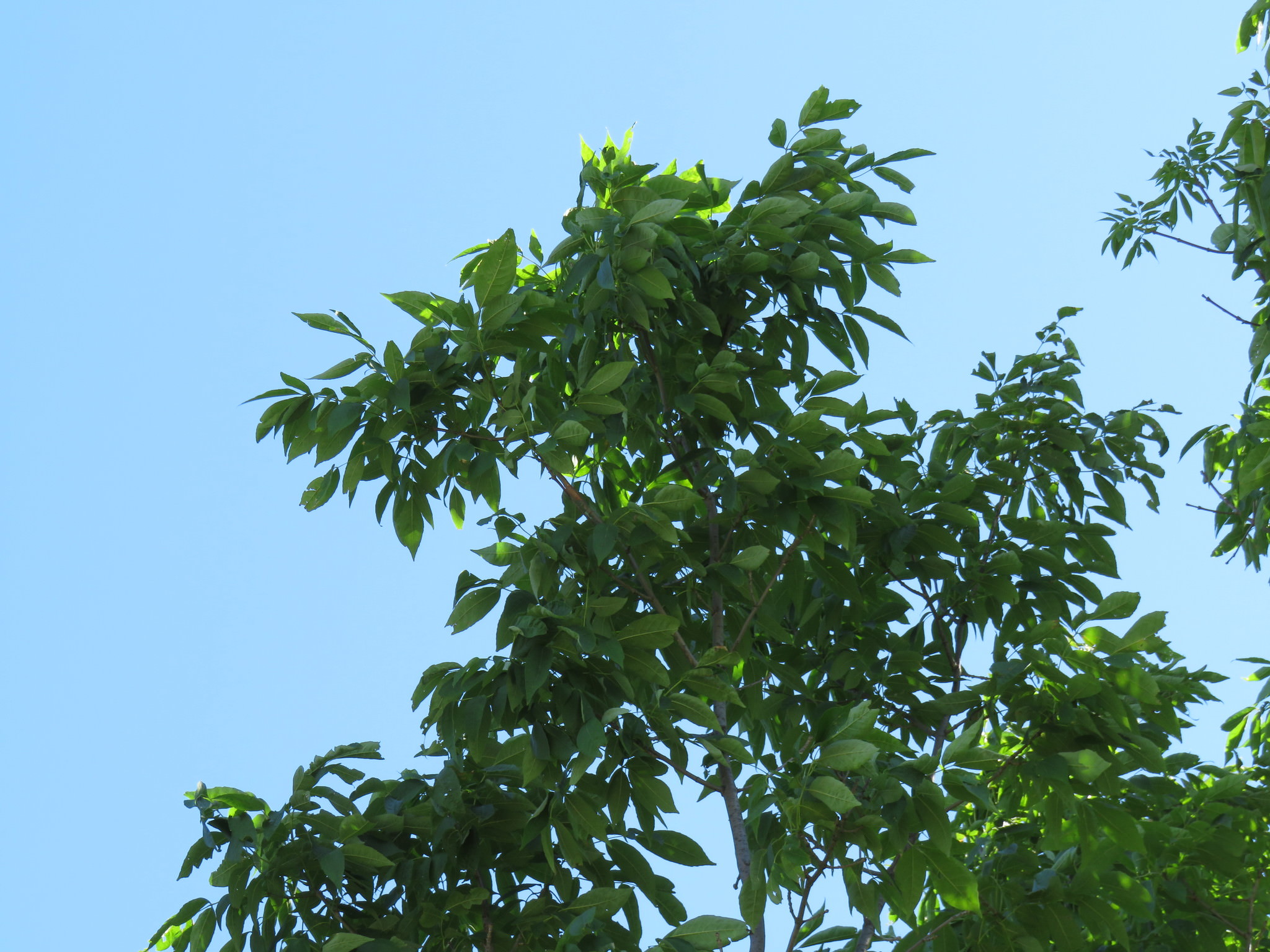 Fraxinus americana